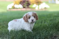Asher, a male Cavapoo for sale in Fresno, OH – 1 of 7