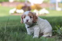 Asher, a male Cavapoo for sale in Fresno, OH – 5 of 7