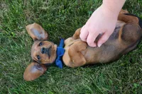 Hunter 💙🐾, a male Miniature Dachshund for sale in Fresno, OH – 10 of 10