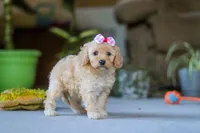Fiona, a female Poodle - Miniature  for sale in Fresno, OH – 2 of 6