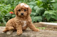 Veronica💖, a male Poodle - Miniature  for sale in Fresno, OH – 4 of 10