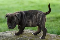 Melody 🎀, a female Staffordshire Bull Terrier for sale in Fresno, OH – 2 of 10