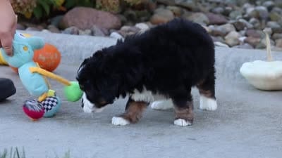 Olivia, a female Miniature Bernedoodle for sale in Fresno, OH – 6 of 6