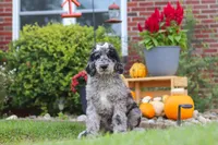 Raina, a female Newfypoo for sale in Fresno, OH – 2 of 6