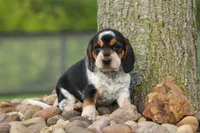 Cypress 🦴🐶, a male Beagle for sale in Fresno, OH – 7 of 10