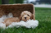 Eugene 💛🐾, a male Havapoo for sale in Fresno, OH – 6 of 10