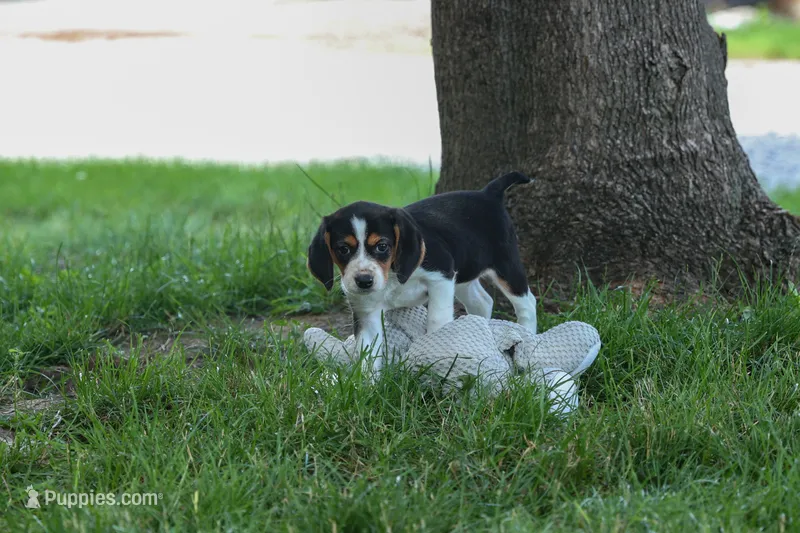 💕Millie Mae 🐶 – Beagle puppy for sale in Fresno, OH