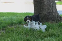 💕Millie Mae 🐶, a female Beagle for sale in Fresno, OH – 1 of 10