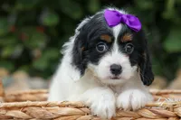  Priscilla, a female Cavapoo for sale in Fresno, OH – 7 of 9