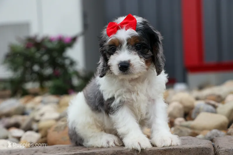  Prince  – Cavapoo puppy for sale in Fresno, OH