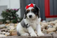  Prince , a male Cavapoo for sale in Fresno, OH – 1 of 10