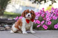 Logan, a male Cavalier King Charles Spaniel for sale in Fresno, OH – 4 of 7