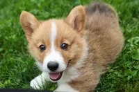 Legend, a male Pembroke Welsh Corgi for sale in Fresno, OH – 5 of 10