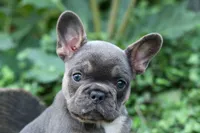 Francie💕, a female French Bulldog for sale in Fresno, OH – 4 of 9