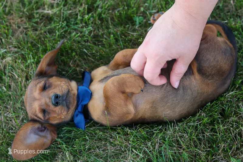 Hunter 💙🐾 – Miniature Dachshund puppy for sale in Fresno, OH