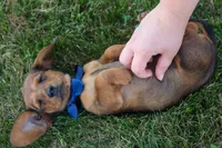 Hunter 💙🐾, a male Miniature Dachshund for sale in Fresno, OH – 1 of 10
