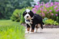 Jake, a male Miniature Bernedoodle for sale in Fresno, OH – 4 of 6