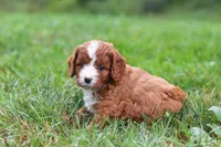 Wilma, a female Cavapoo for sale in Fresno, OH – 9 of 10