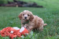 Jett, a male Cavapoo for sale in Fresno, OH – 9 of 10