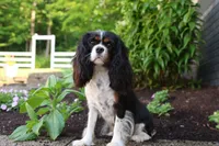 Maxwell 🐾🐶, a male Cavalier King Charles Spaniel for sale in Fresno, OH – 8 of 8
