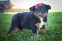 Lincoln💙, a female Miniature Aussiedoodle for sale in Fresno, OH – 3 of 7
