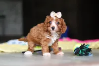 Dolly, a female Cavapoo for sale in Fresno, OH – 3 of 10