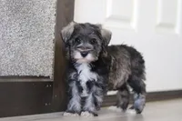 Alice, a female Miniature Schnauzer for sale in Fresno, OH – Photo 4 of 6