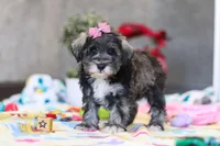 Alice, a female Miniature Schnauzer for sale in Fresno, OH – Photo 2 of 6