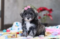 Alice, a female Miniature Schnauzer for sale in Fresno, OH – Photo 6 of 6