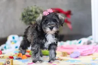 Alice, a female Miniature Schnauzer for sale in Fresno, OH – Photo 3 of 6