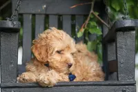Eugene 💛🐾, a male Havapoo for sale in Fresno, OH – 5 of 10