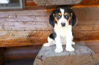 💕Millie Mae 🐶, a female Beagle for sale in Fresno, OH – 3 of 10