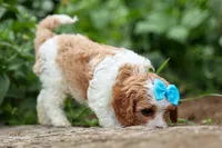 Victor 🐾, a male Poodle - Miniature  for sale in Fresno, OH – 3 of 10