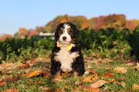 Hunter, a male Miniature Bernedoodle for sale in Fresno, OH – 2 of 6