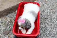   Paisley 💗, a female Cavapoo for sale in Fresno, OH – 5 of 10