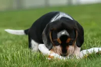 Cypress 🦴🐶, a male Beagle for sale in Fresno, OH – 9 of 10
