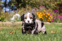 Vince, a male Miniature Bernedoodle for sale in Fresno, OH – 4 of 6
