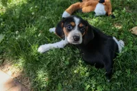 💕Millie Mae 🐶, a female Beagle for sale in Fresno, OH – 2 of 10