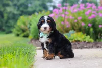 Brandon, a male Miniature Bernedoodle for sale in Fresno, OH – 3 of 6