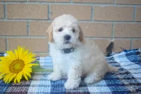 Franklin 🐶, a male Maltipoo for sale in Fresno, OH – 5 of 5