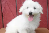 Justin , a male Maltese for sale in Fresno, OH – 5 of 10