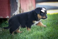 Leo 🐾, a female Miniature Aussiedoodle for sale in Fresno, OH – 7 of 9