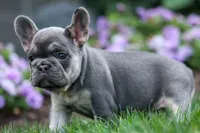 Flora Jane 🩷, a female French Bulldog for sale in Fresno, OH – 2 of 10