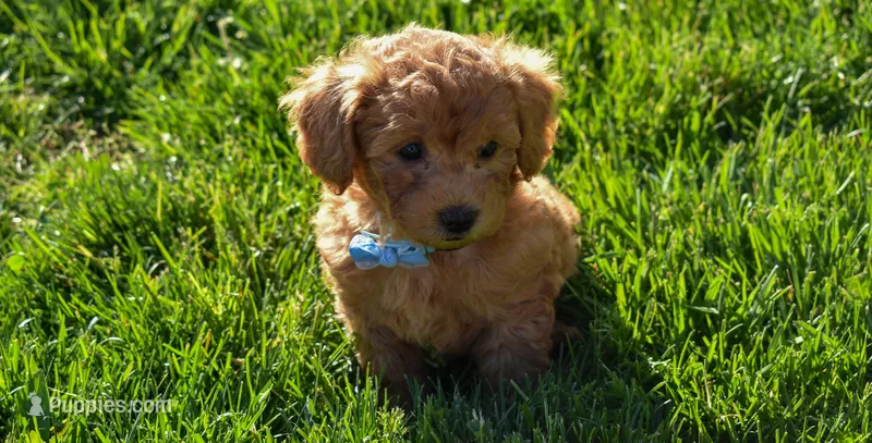Kody 🐶💖 – Bichpoo puppy for sale in Fresno, OH