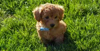 Kody 🐶💖, a male Bichpoo for sale in Fresno, OH – 1 of 10