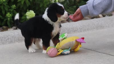 Diesel, a male Miniature Bernedoodle for sale in Fresno, OH – 5 of 5