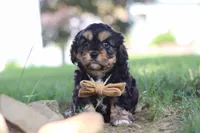 Logan, a male Cavapoo for sale in Fresno, OH – 4 of 10