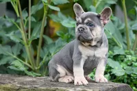 Finley 🐶, a female French Bulldog for sale in Fresno, OH – 4 of 9