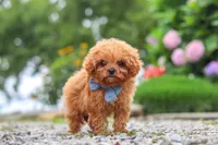 Luca, a male Cavapoo for sale in Fresno, OH – 4 of 8
