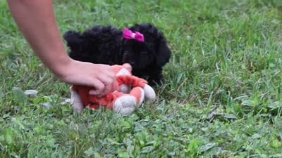 Juniper, a female Cavapoo for sale in Fresno, OH – 6 of 6
